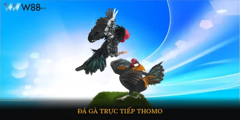 Đá Gà Trực Tiếp Thomo